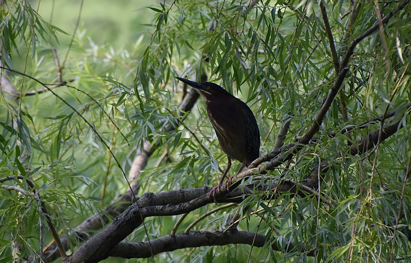 Green Heron (Butorides virescens virescens) - wild