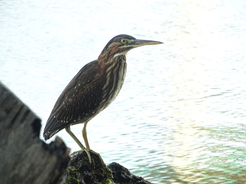 Green heron (Butorides virescens)