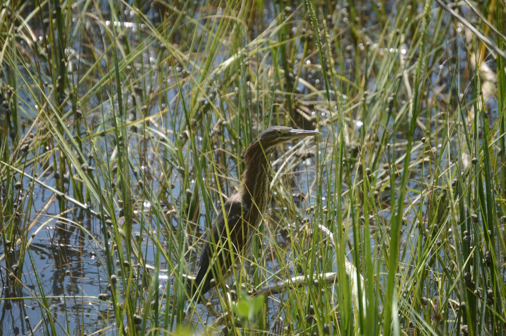 Green Heron (Butorides virescens)