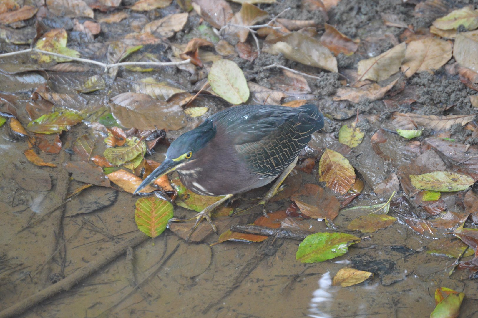 Green Heron (Butorides virescens)