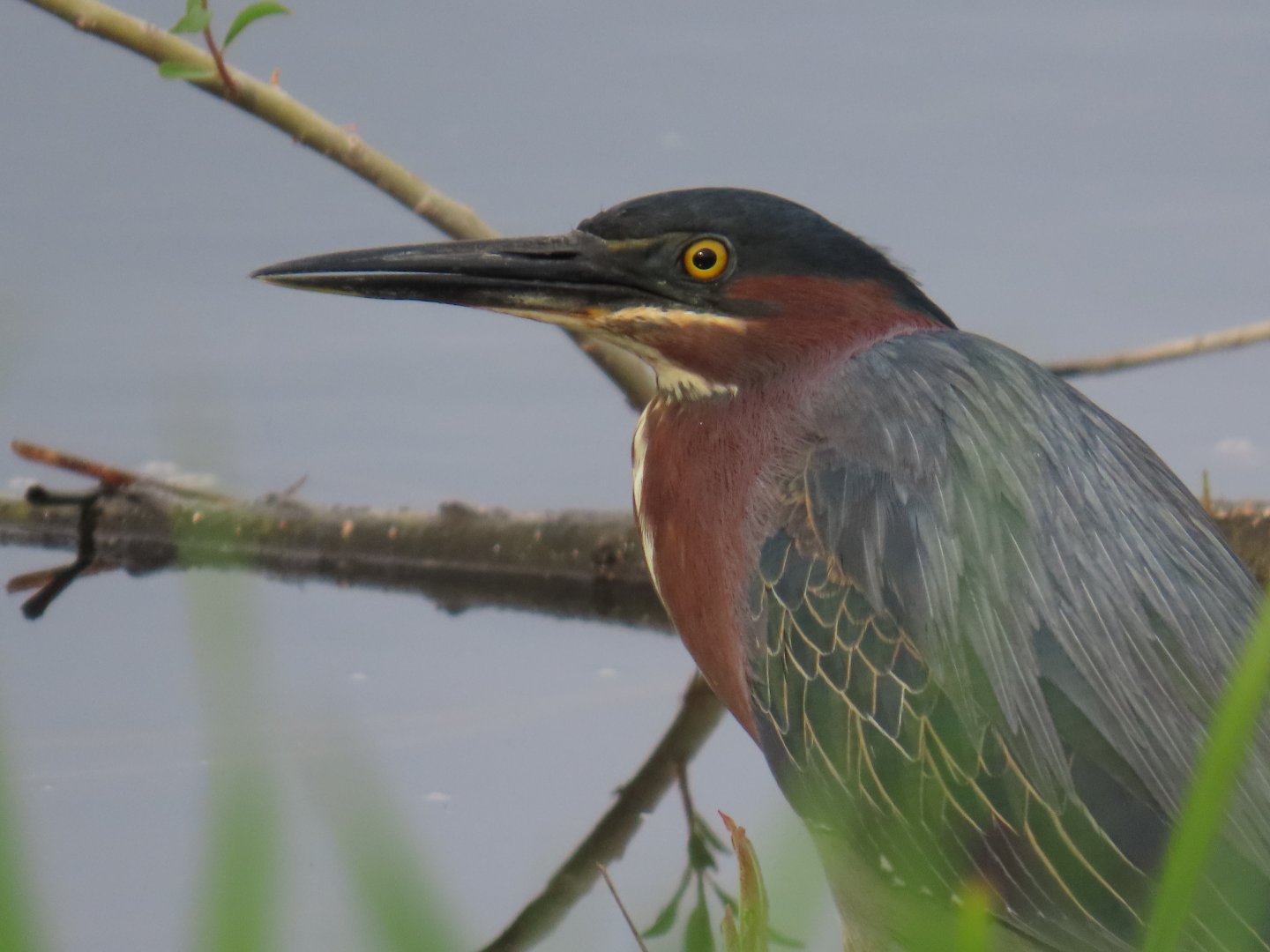 Green Heron (Butorides virescens)