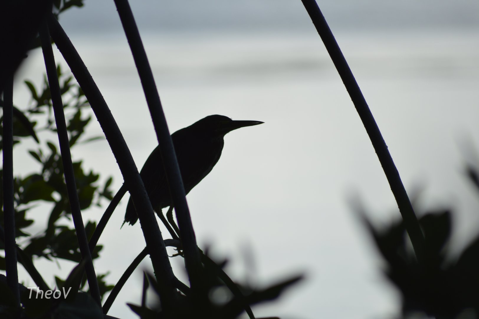 Green heron - Florida  Keys Wild Bird Center [2017]
