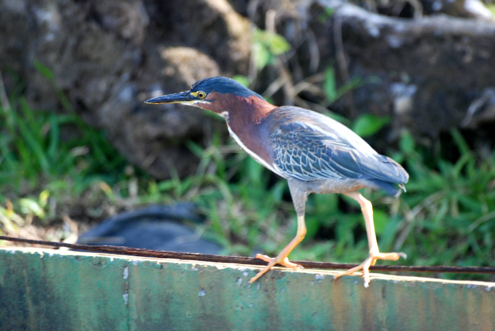 Green Heron in Tortuguero, 13/04/14