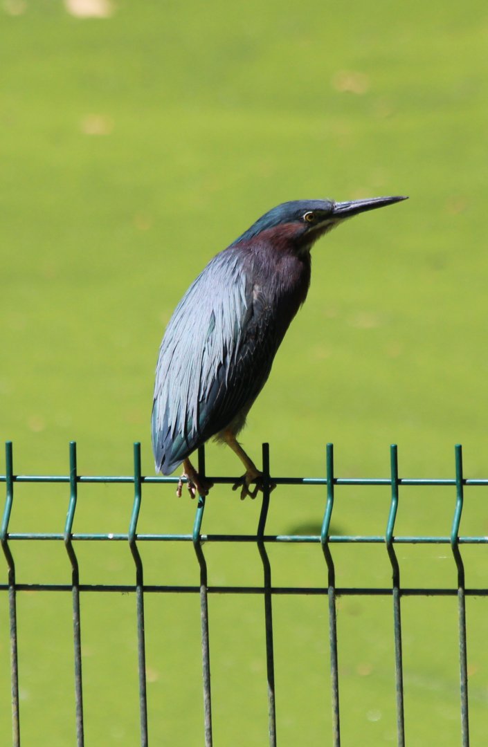 Green Heron - Mar 2019