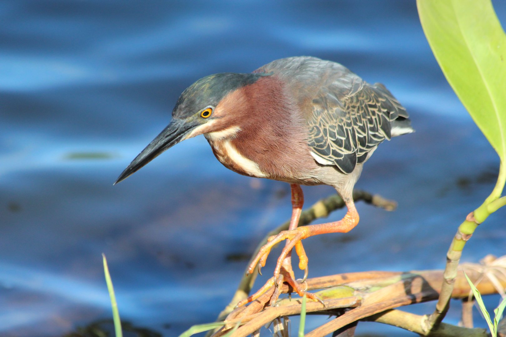 Green Heron - Mar 2019