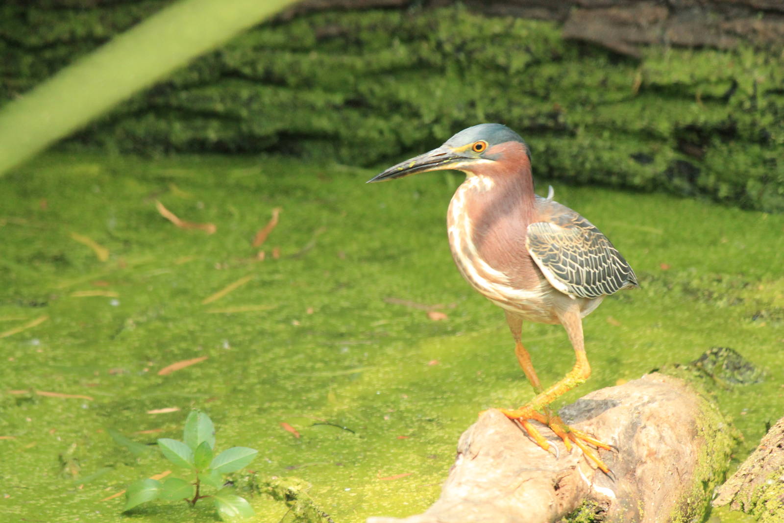 Green Heron