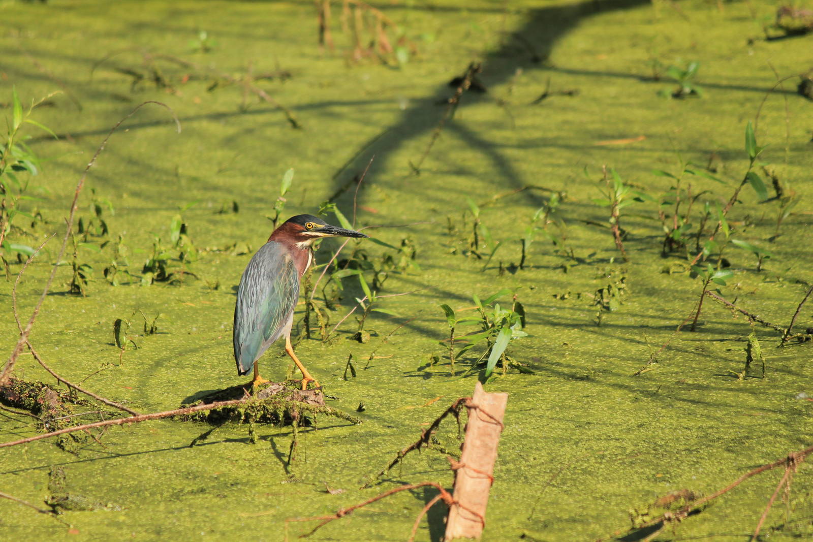Green Heron