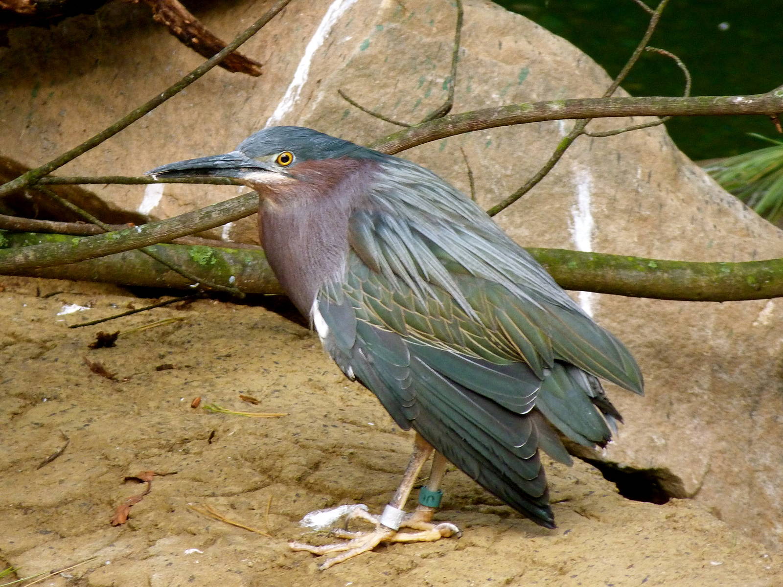 Green Heron