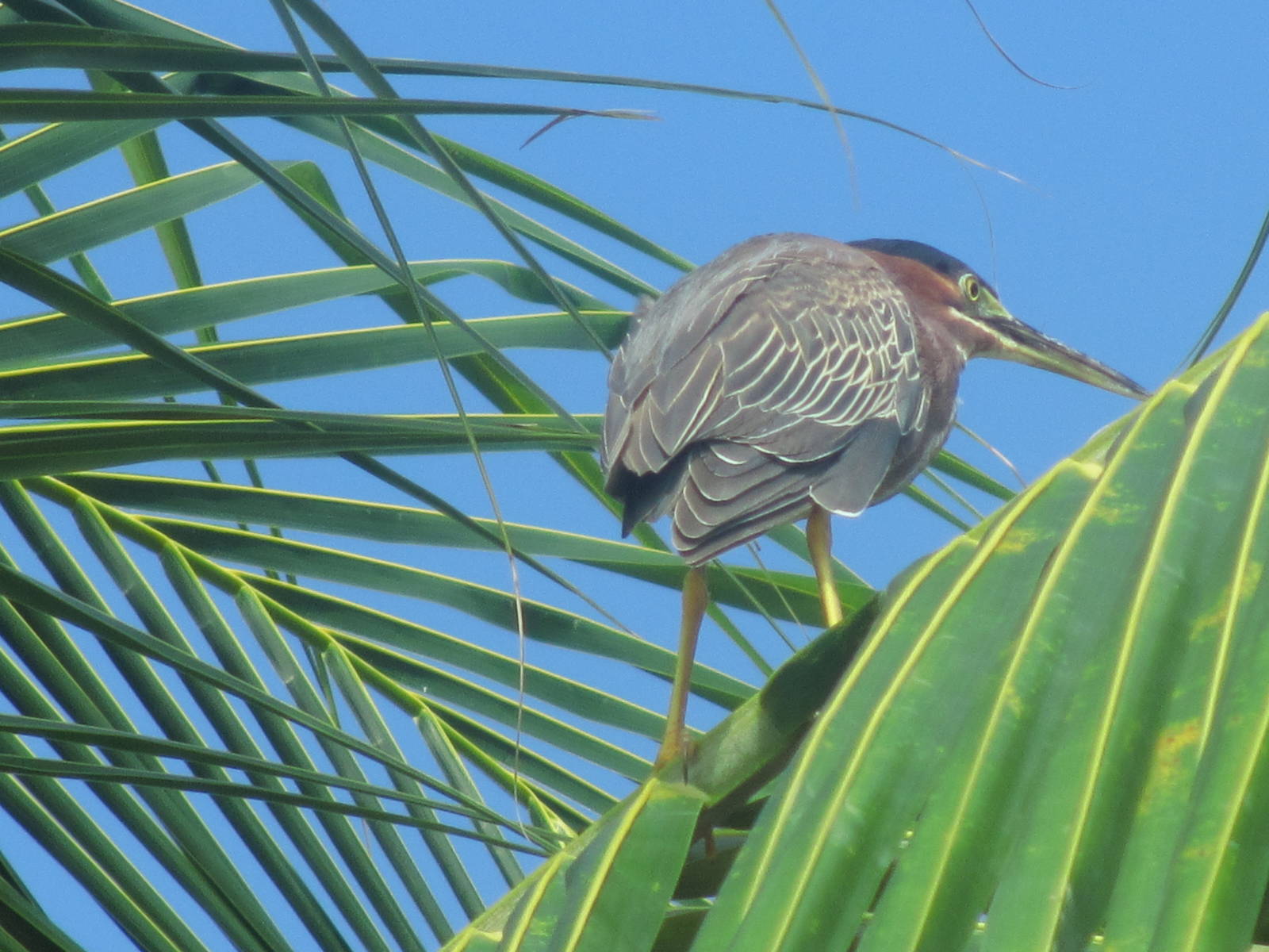Green Heron