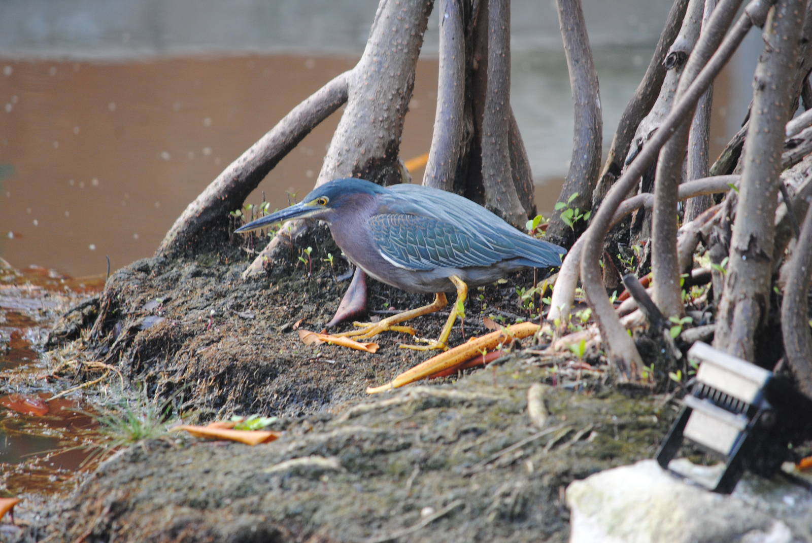 Green Heron
