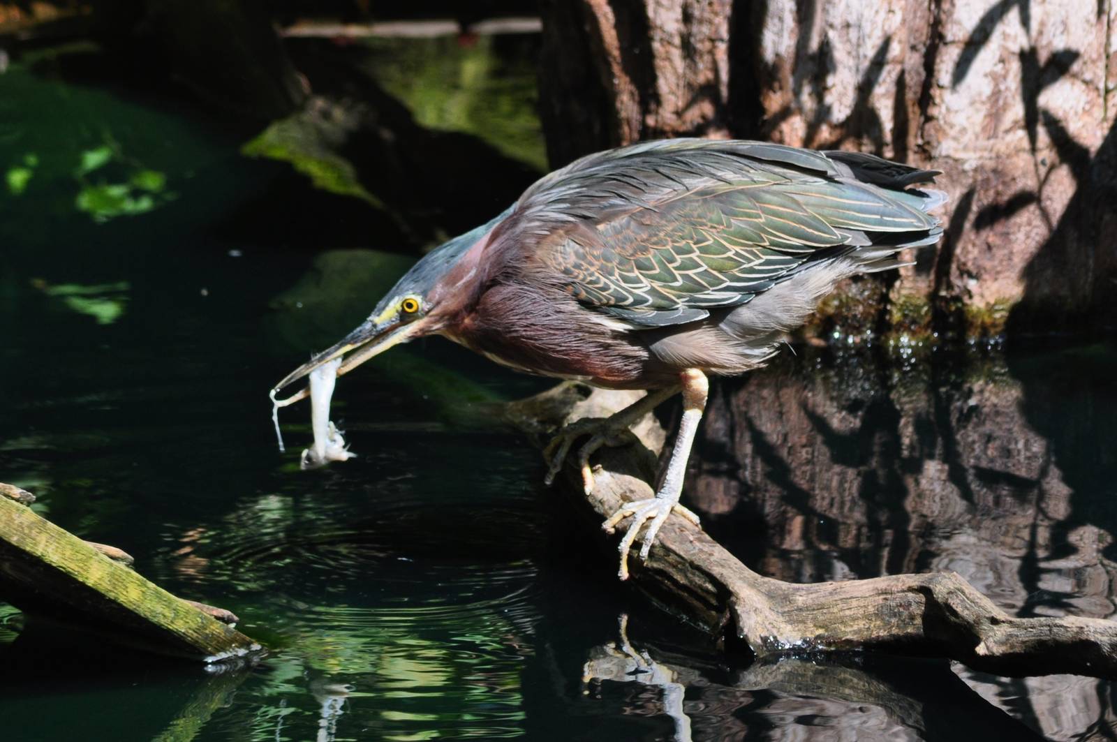 Green Heron