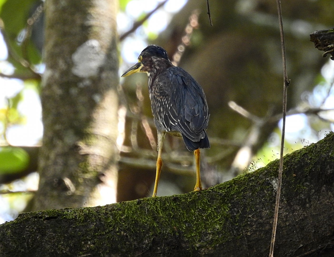 Green Heron