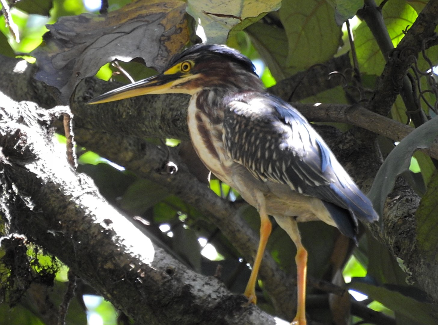 Green Heron