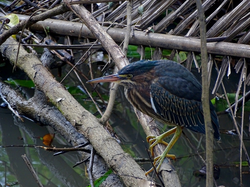 Green Heron