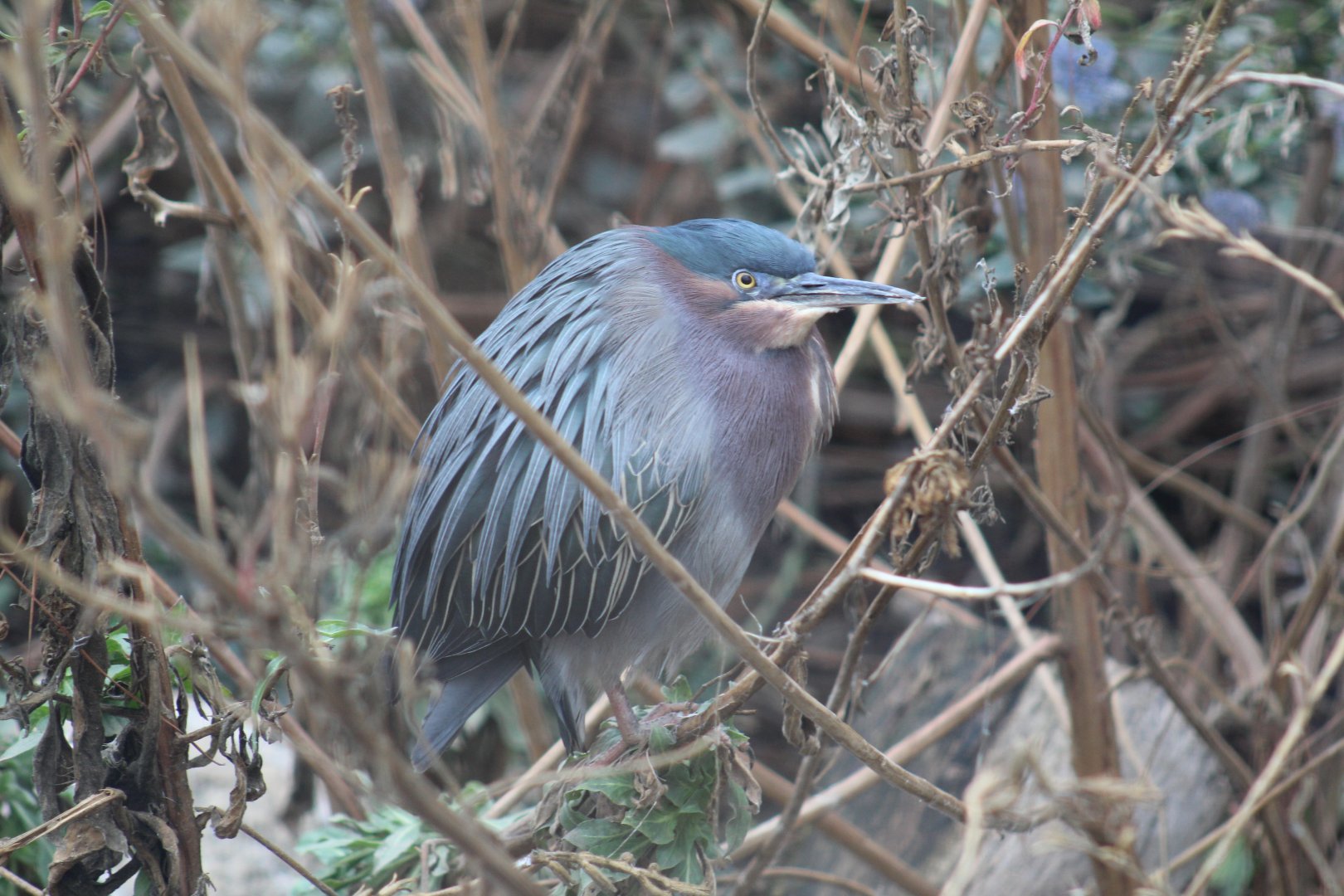 Green Heron