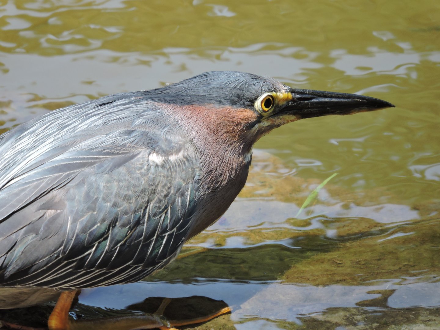Green Heron