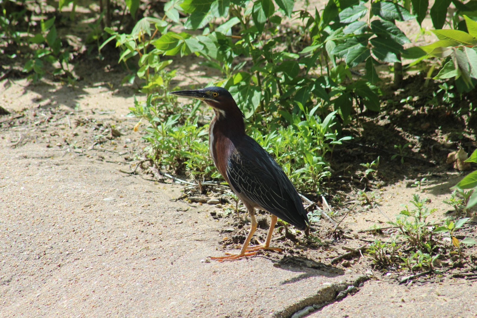 Green Heron