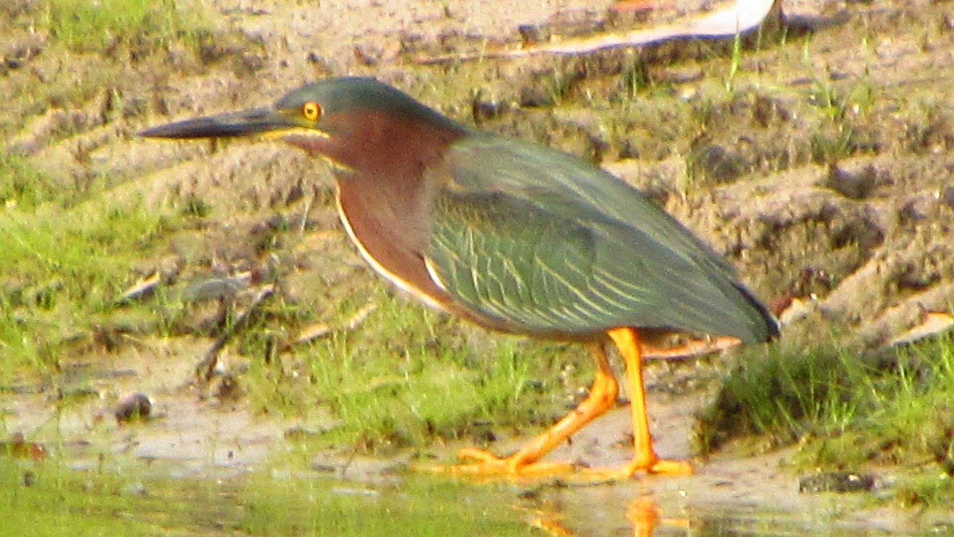 Green Heron