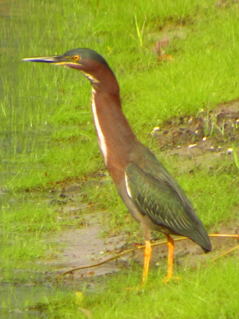 Green Heron
