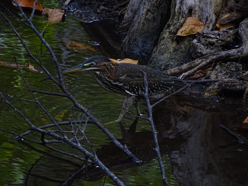 Green heron