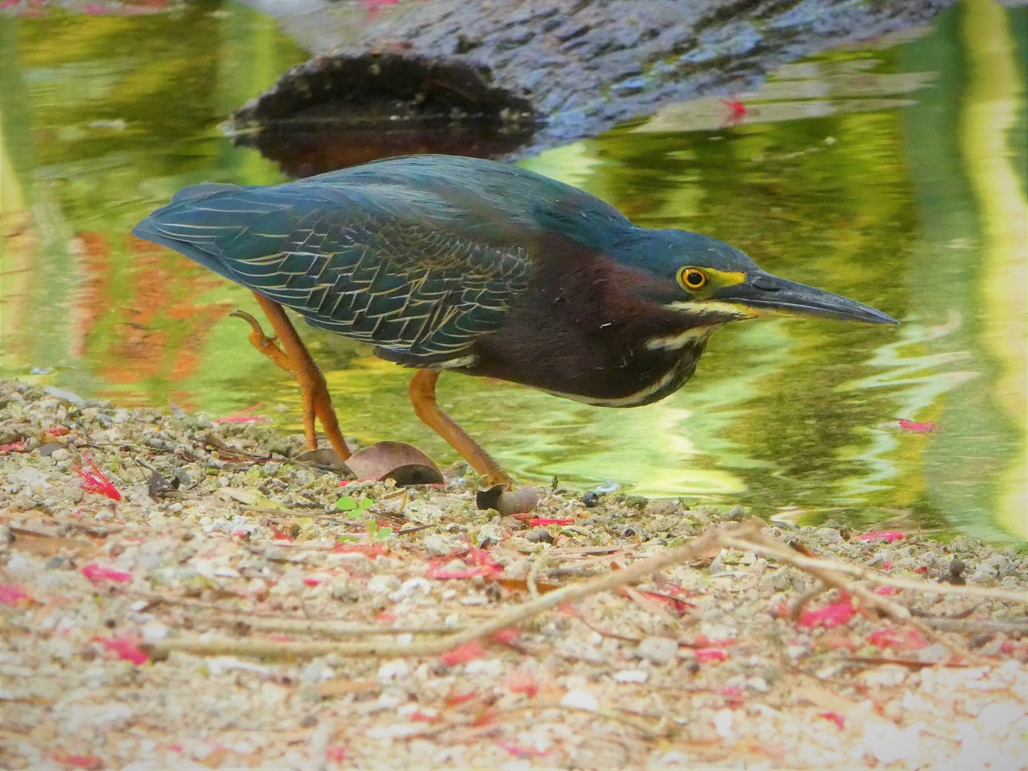 Green Heron