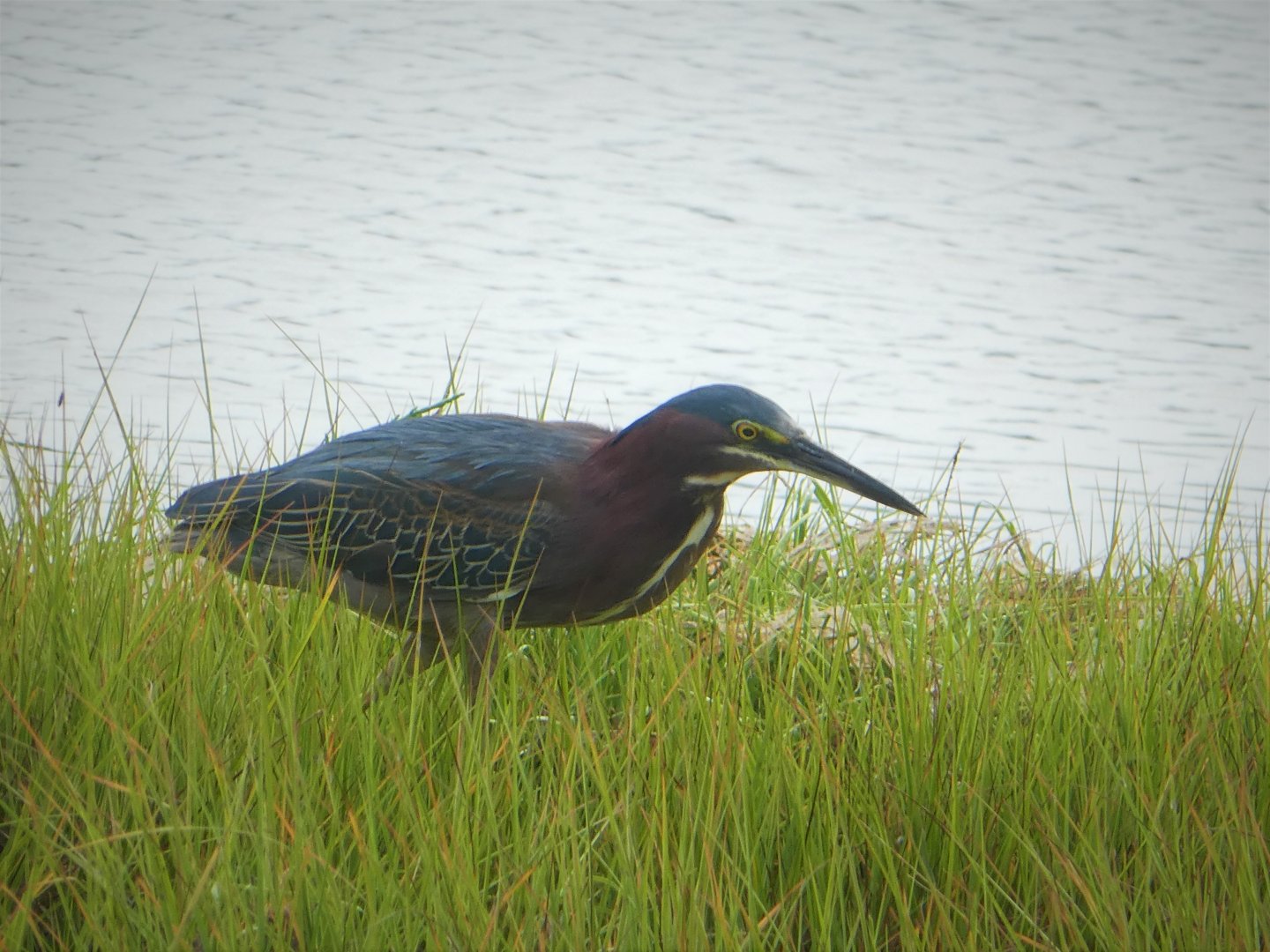 Green Heron