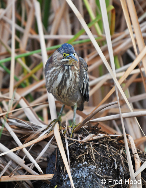 green heron
