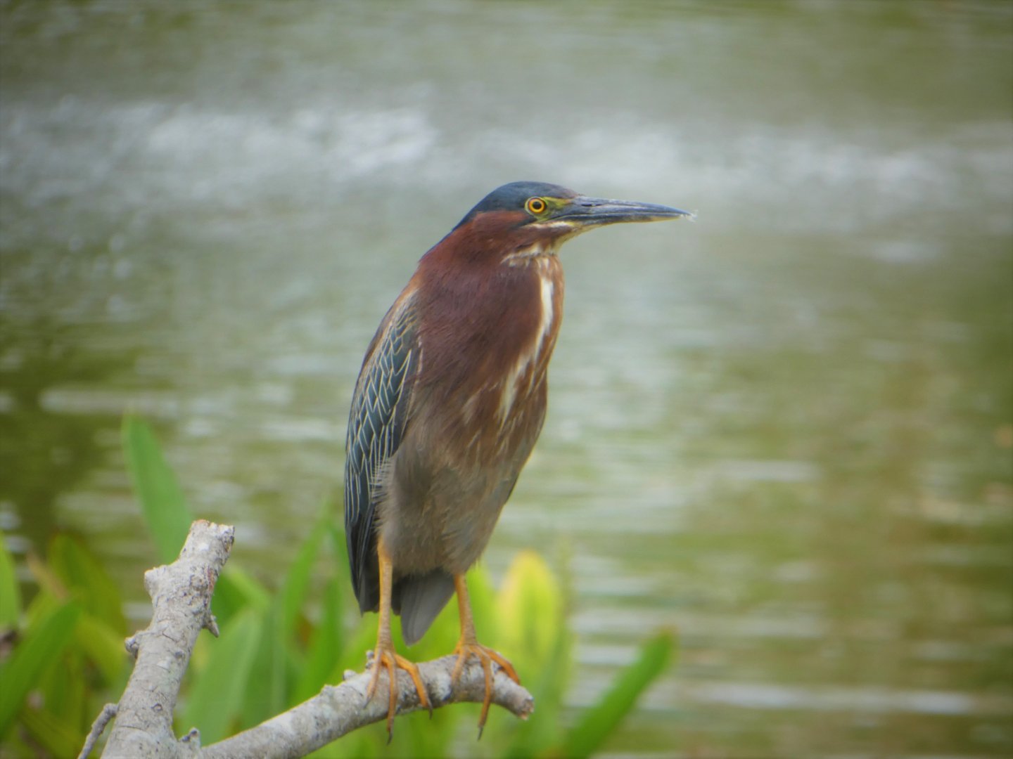 Green Heron