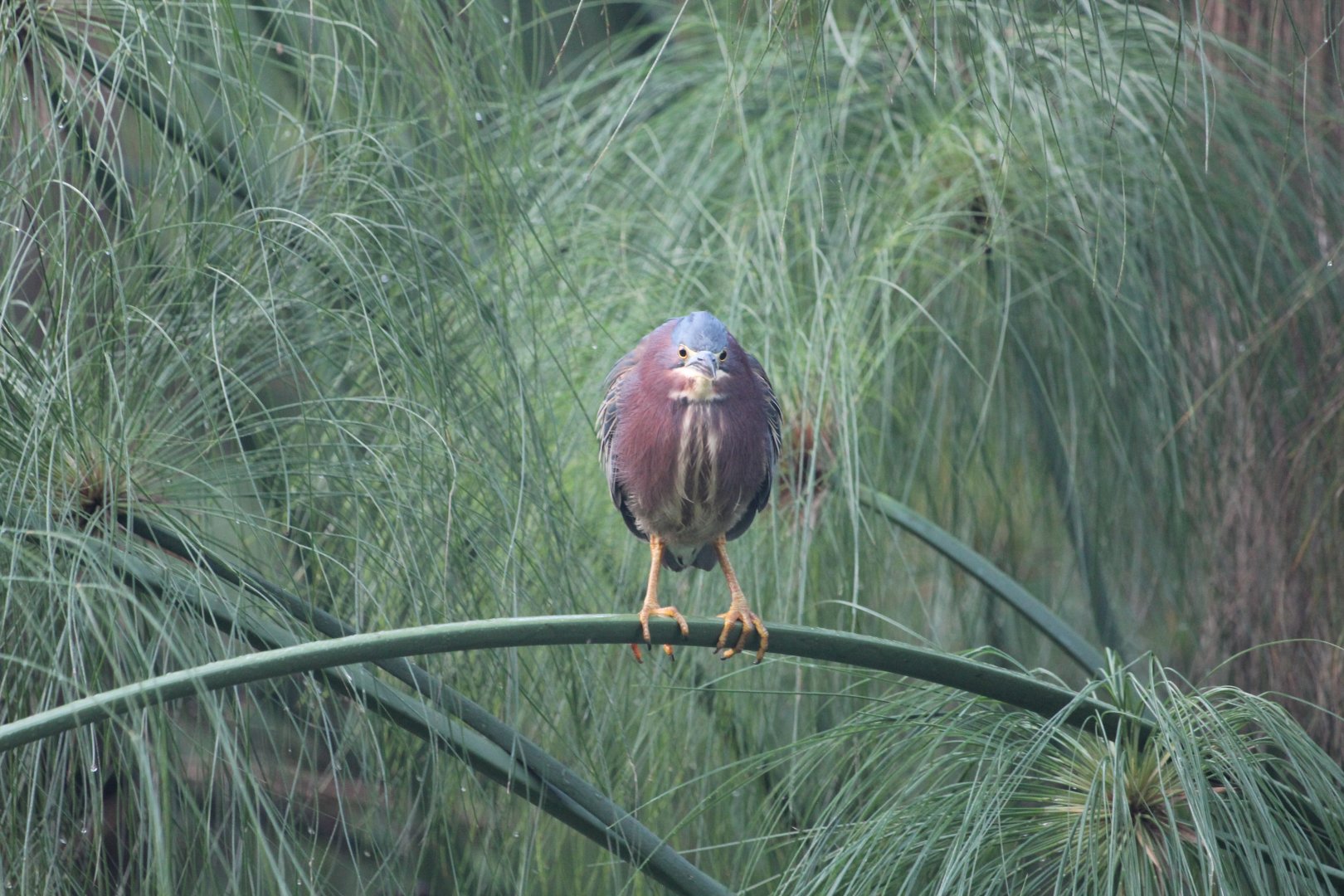 Green Heron