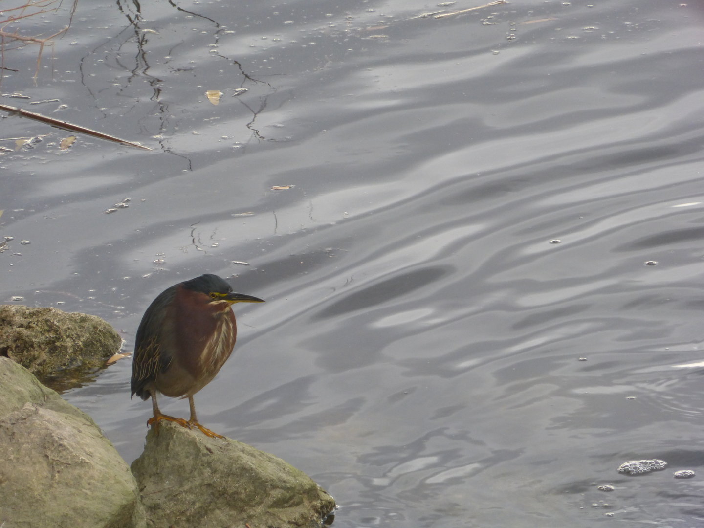 Green Heron