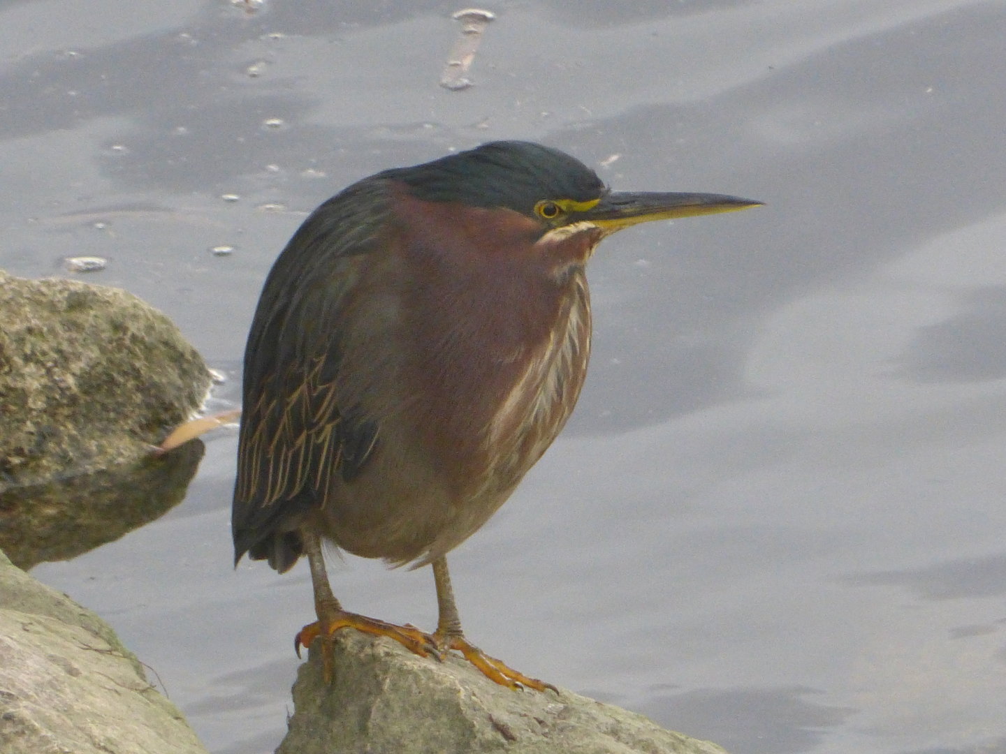 Green Heron