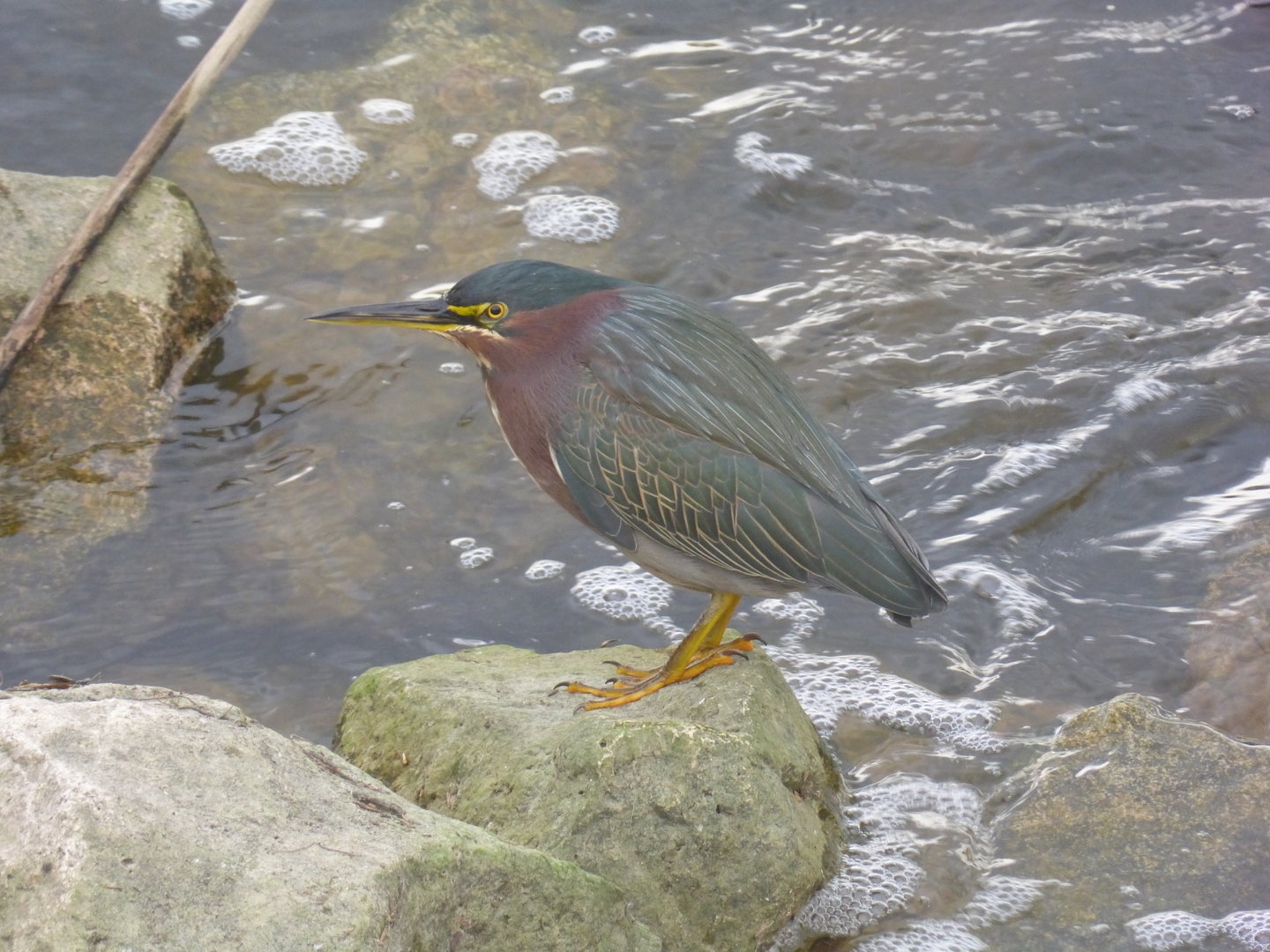 Green Heron