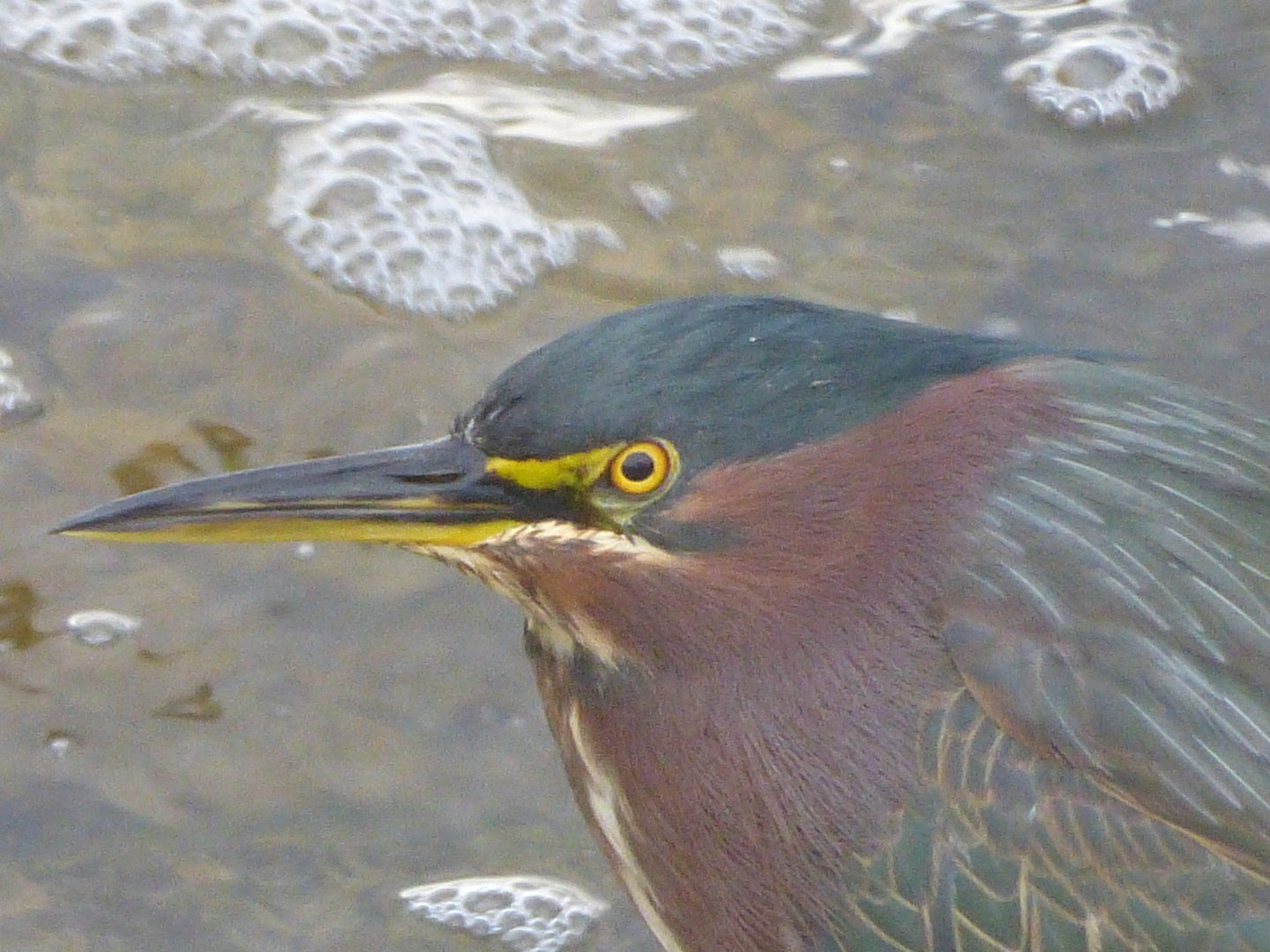 Green Heron
