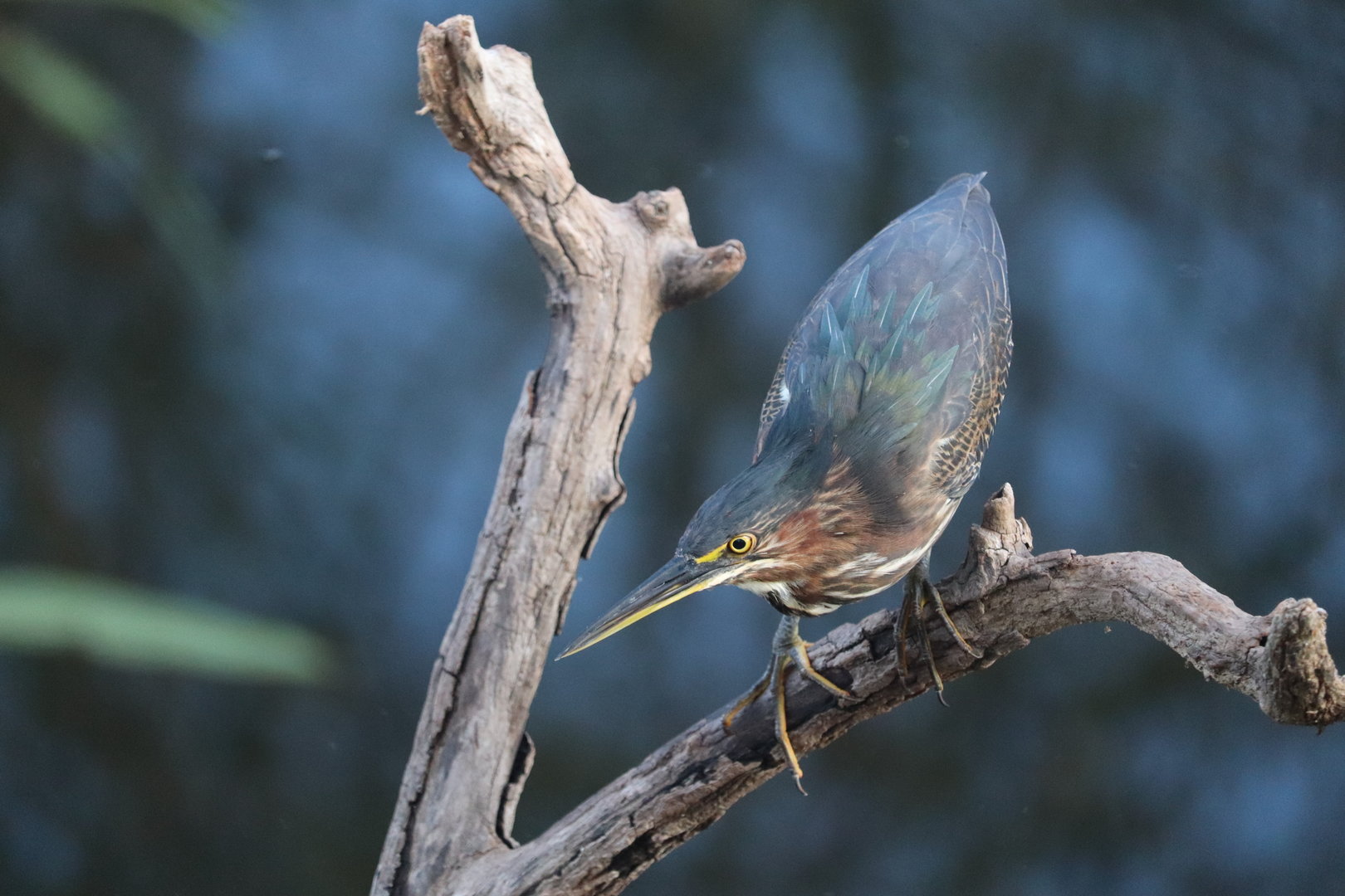 Green Heron