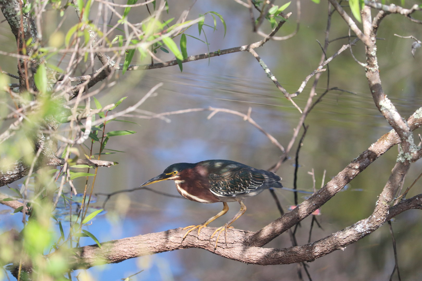 Green Heron