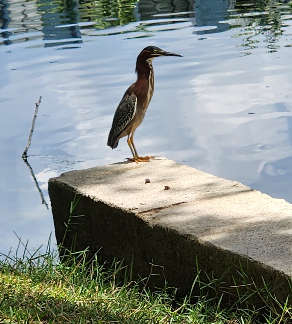 Green Heron