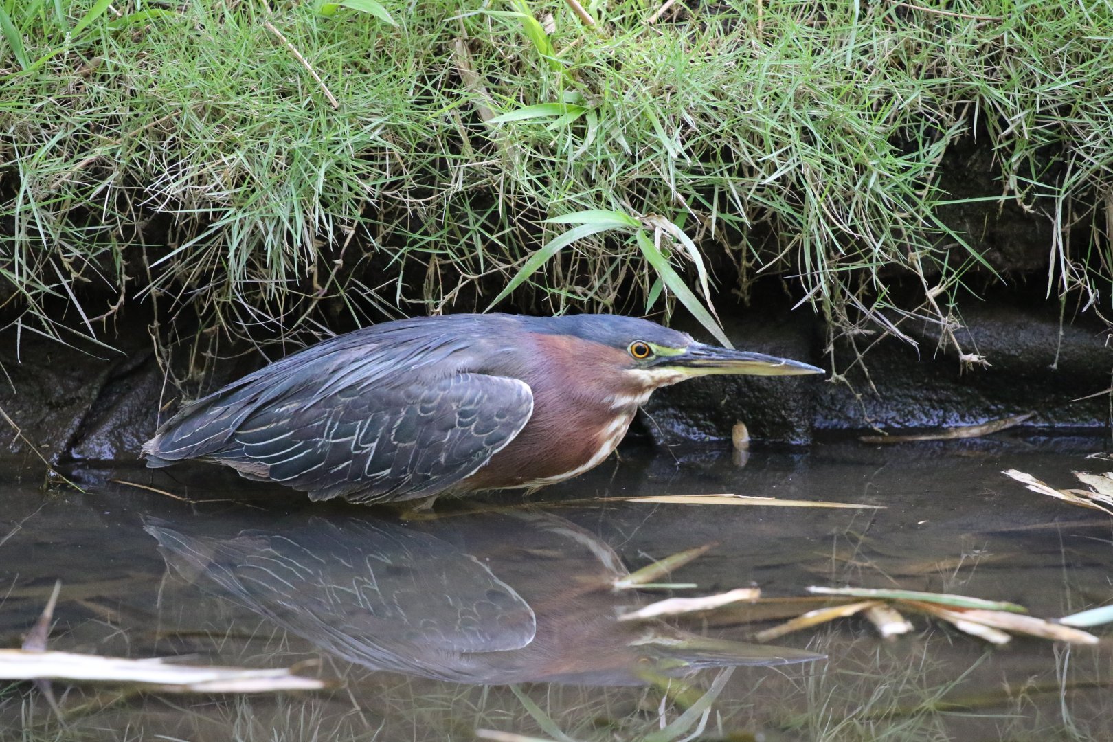 Green Heron