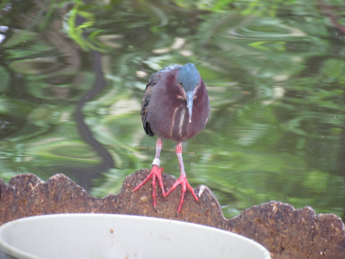 Green Heron