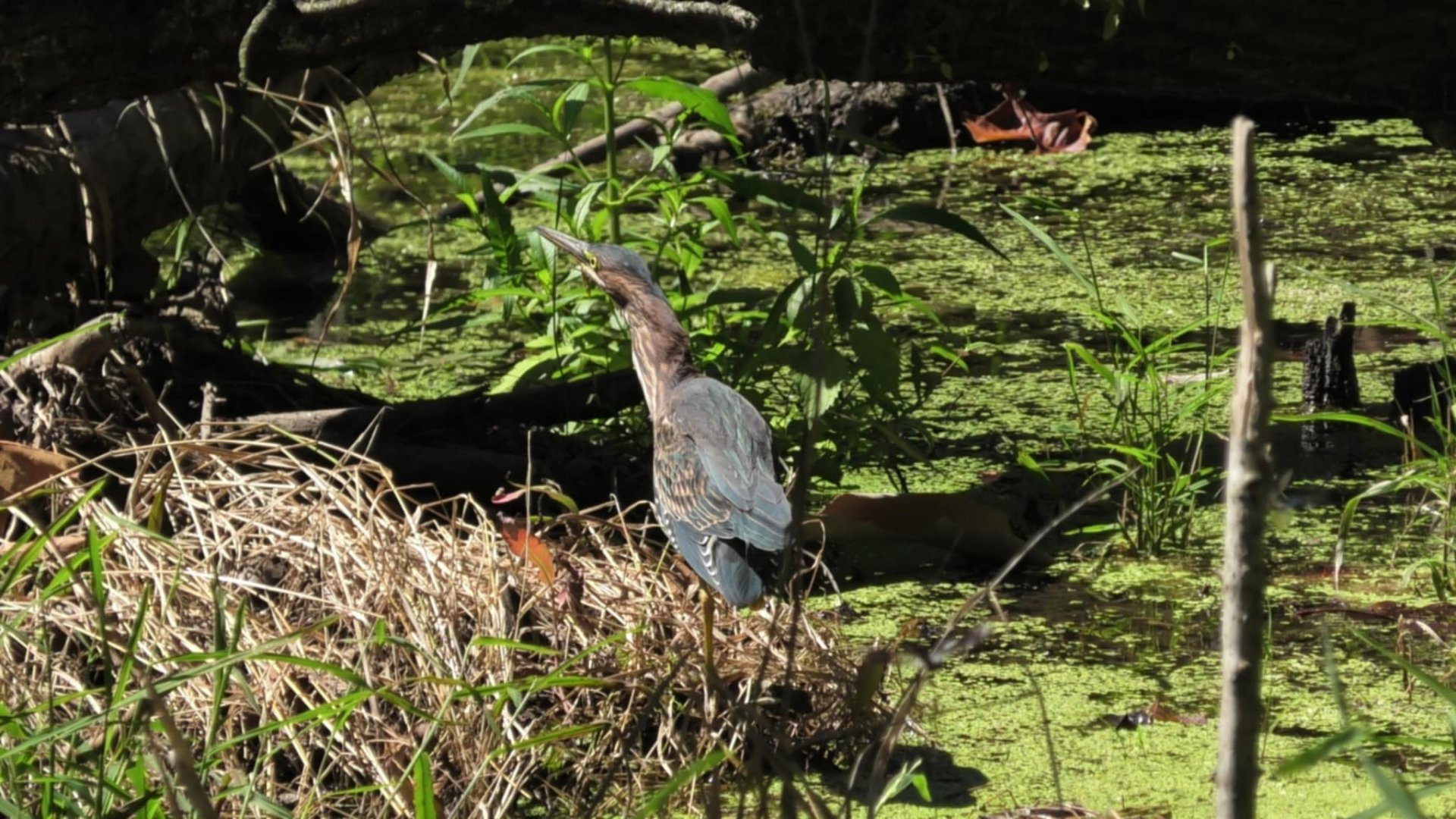 Green heron