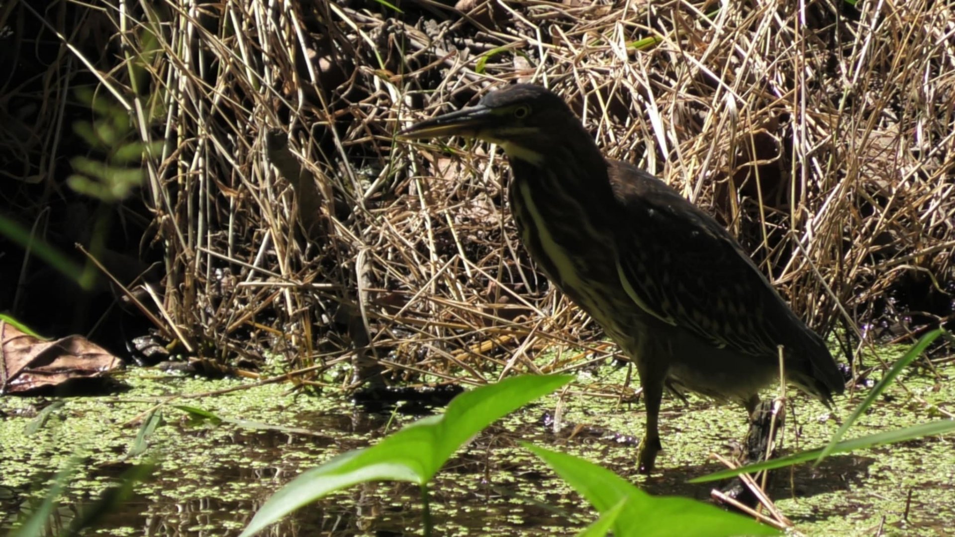 Green heron