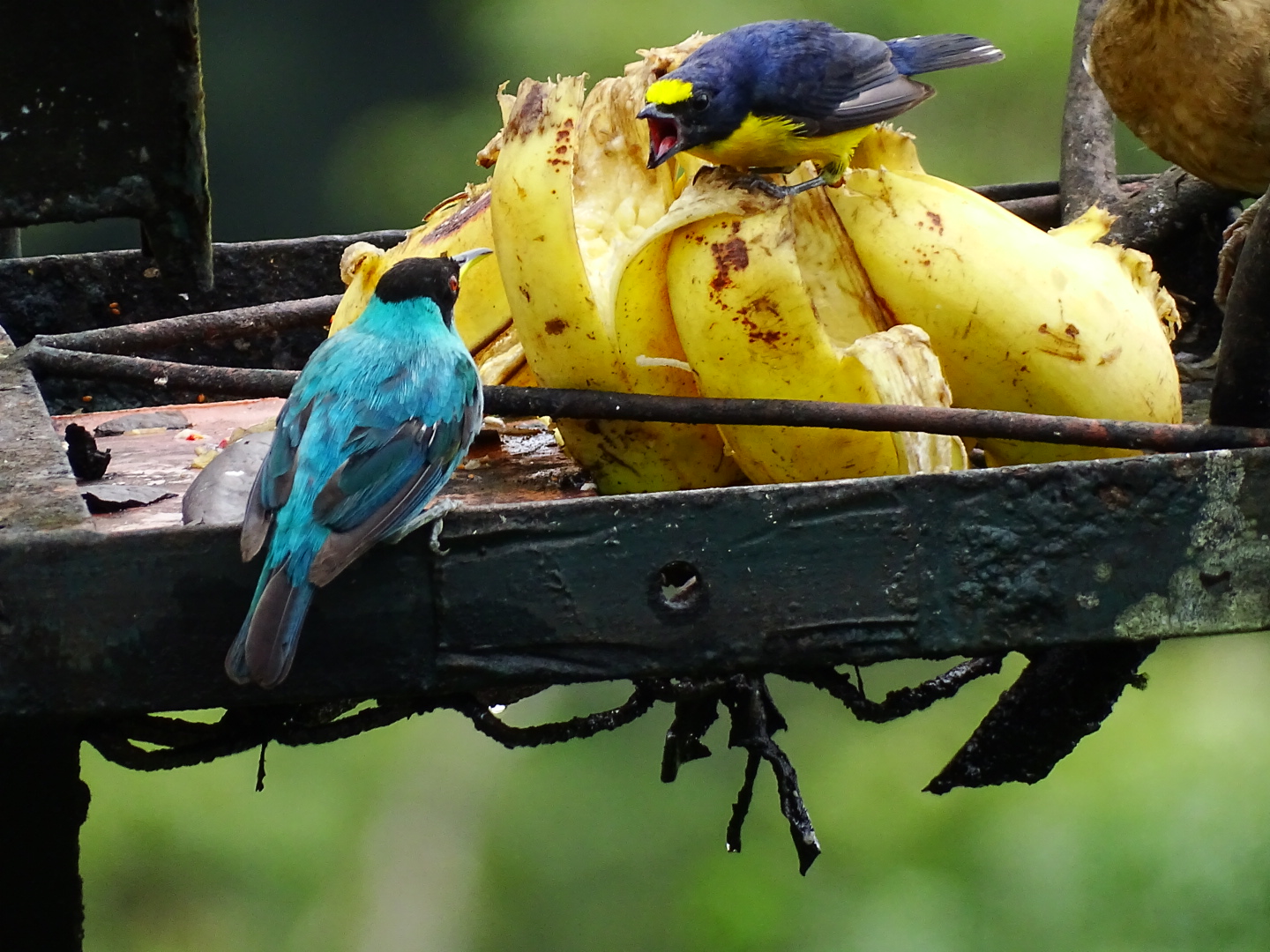 Green honey creeper and Yellow-throated euphonia