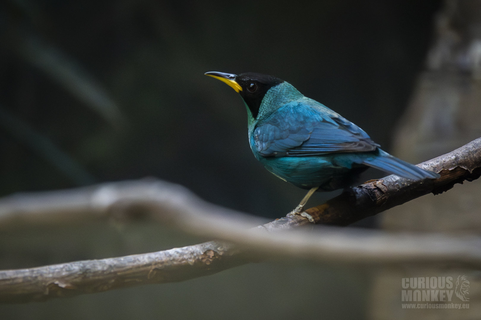 Green honeycreeper (Chlorophanes spiza) 01/21