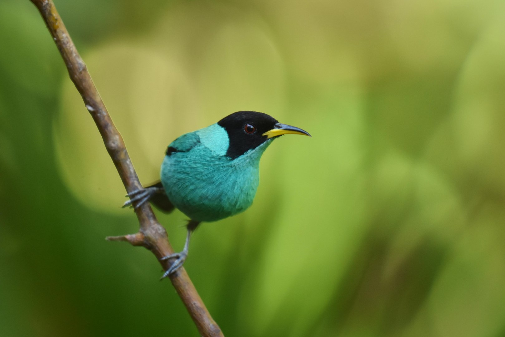 Green Honeycreeper (Chlorophanes spiza)