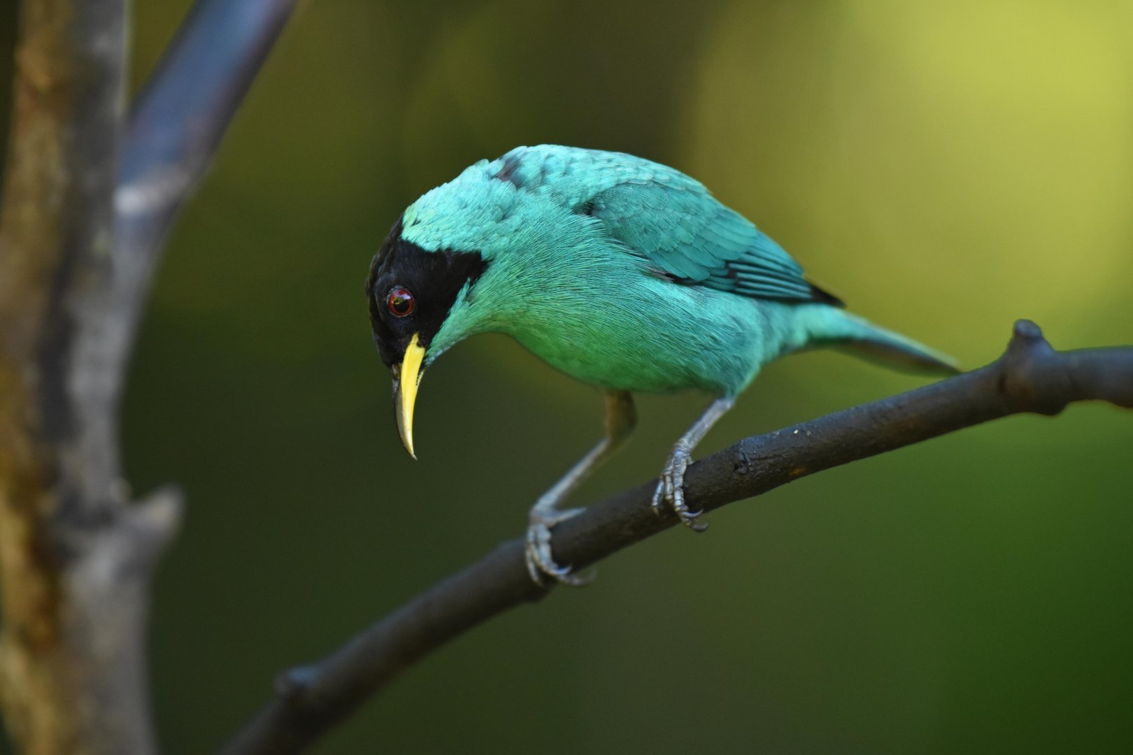 Green Honeycreeper (Chlorophanes spiza)