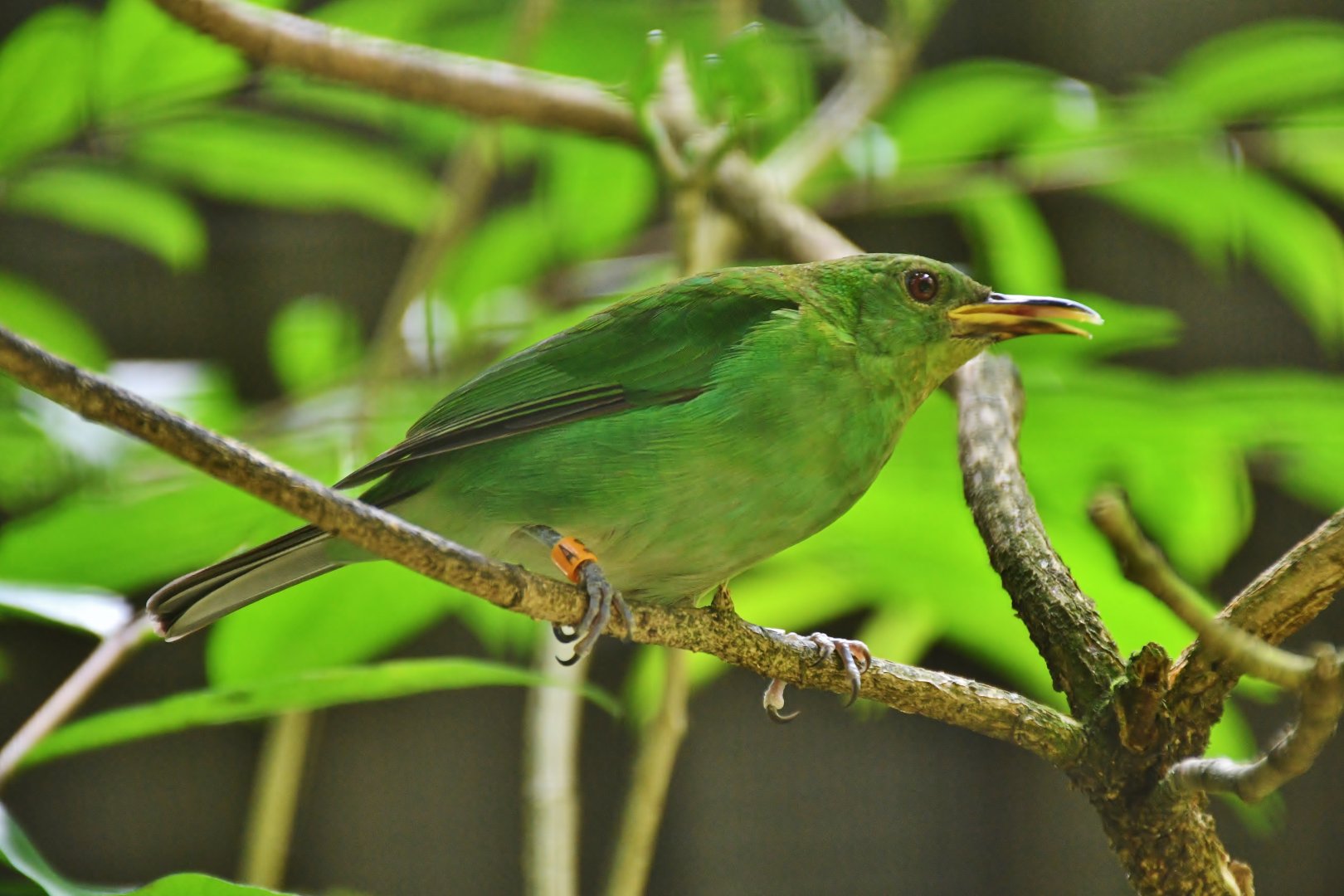 Green Honeycreeper (Chlorophanes spiza)