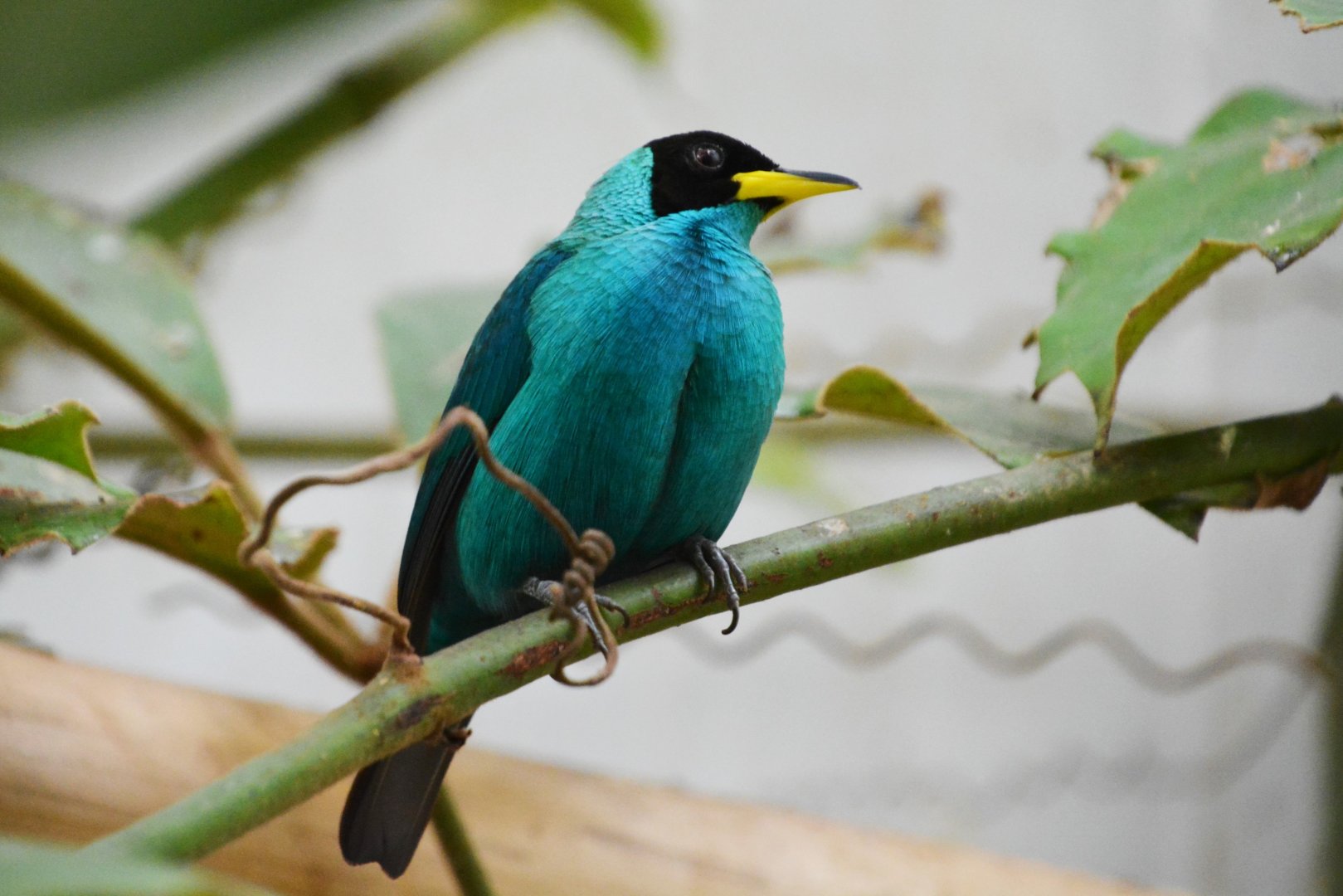 Green honeycreeper (Chlorophanes spiza)