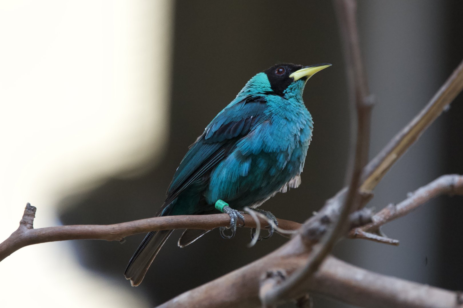 Green honeycreeper (Chlorophanes spiza