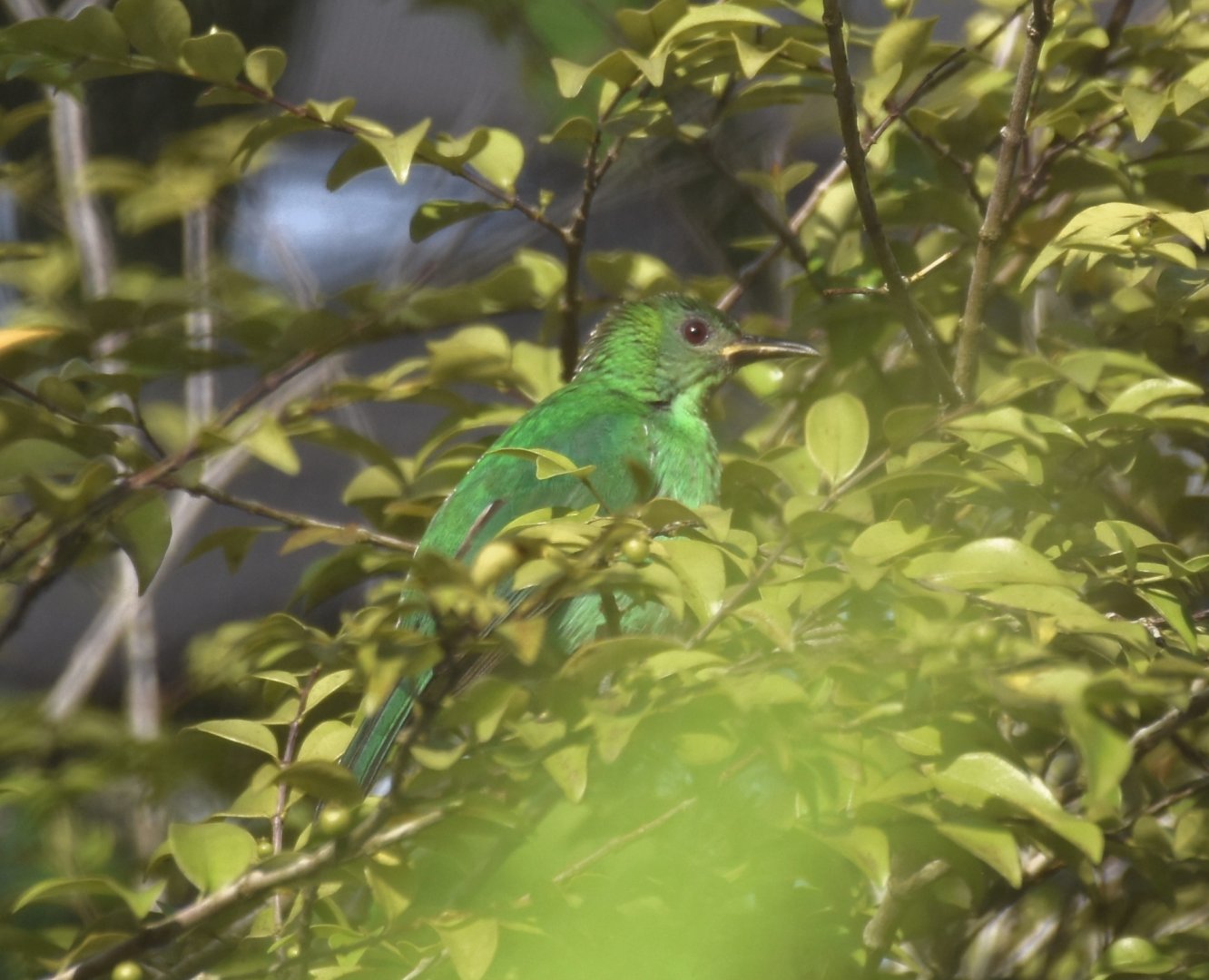 Green Honeycreeper (Chlorophanes spiza)
