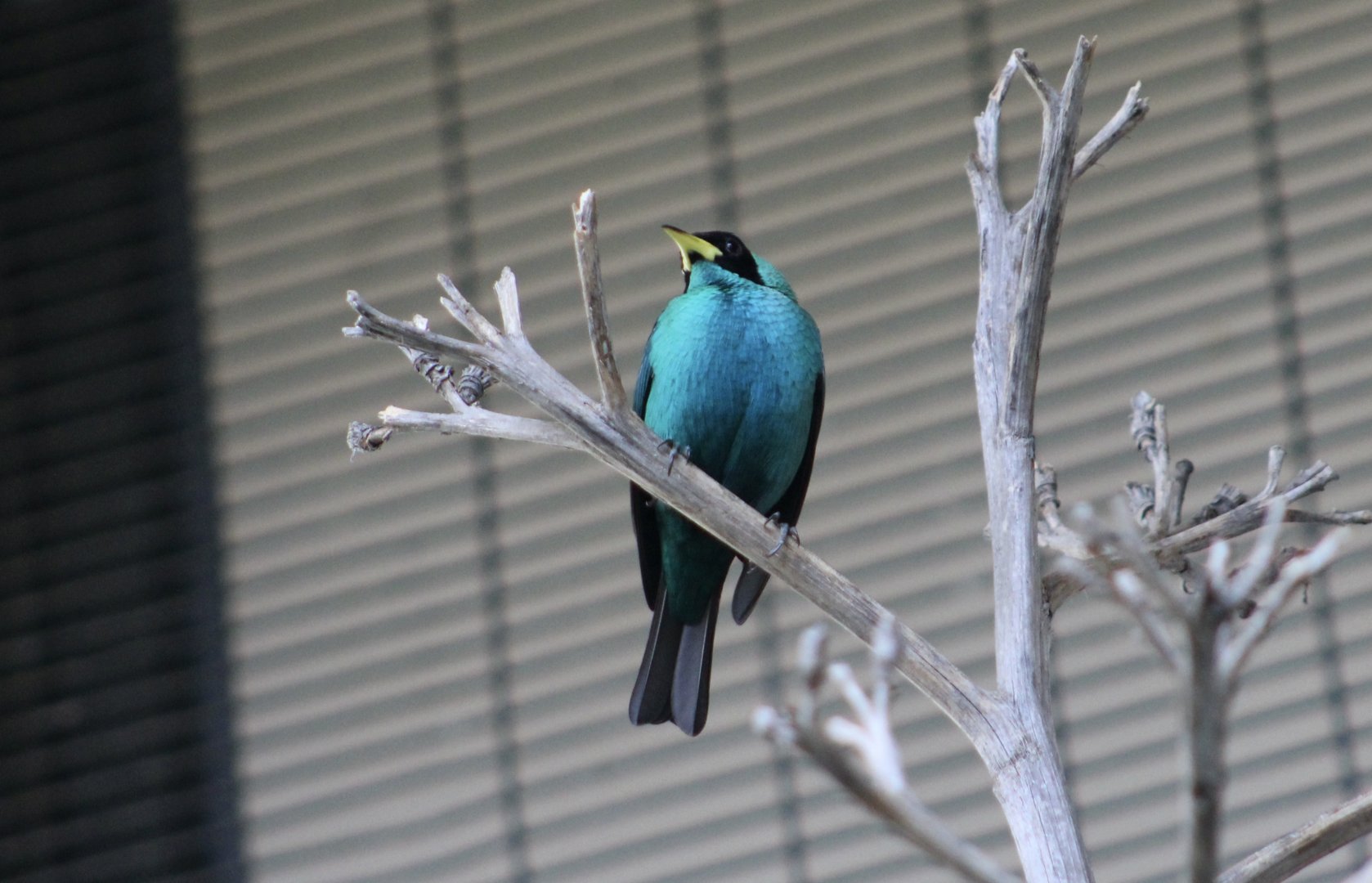 Green Honeycreeper (Chlorophanes spiza)