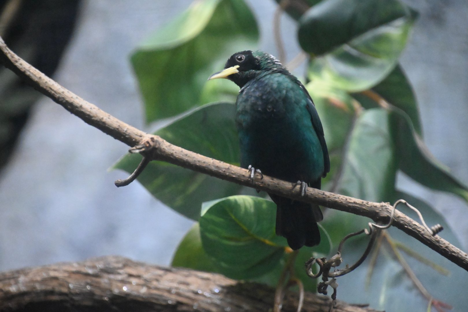 Green honeycreeper (Chlorophanes spiza)